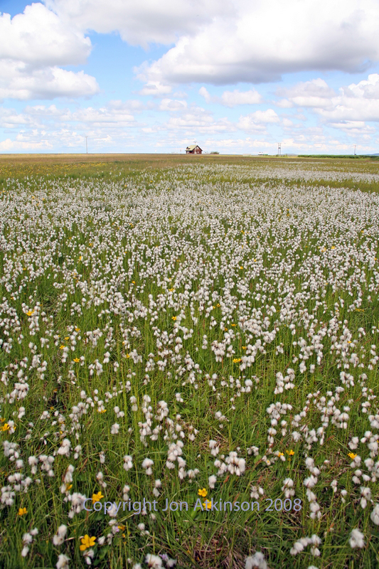 Field of White Flowers, Iceland